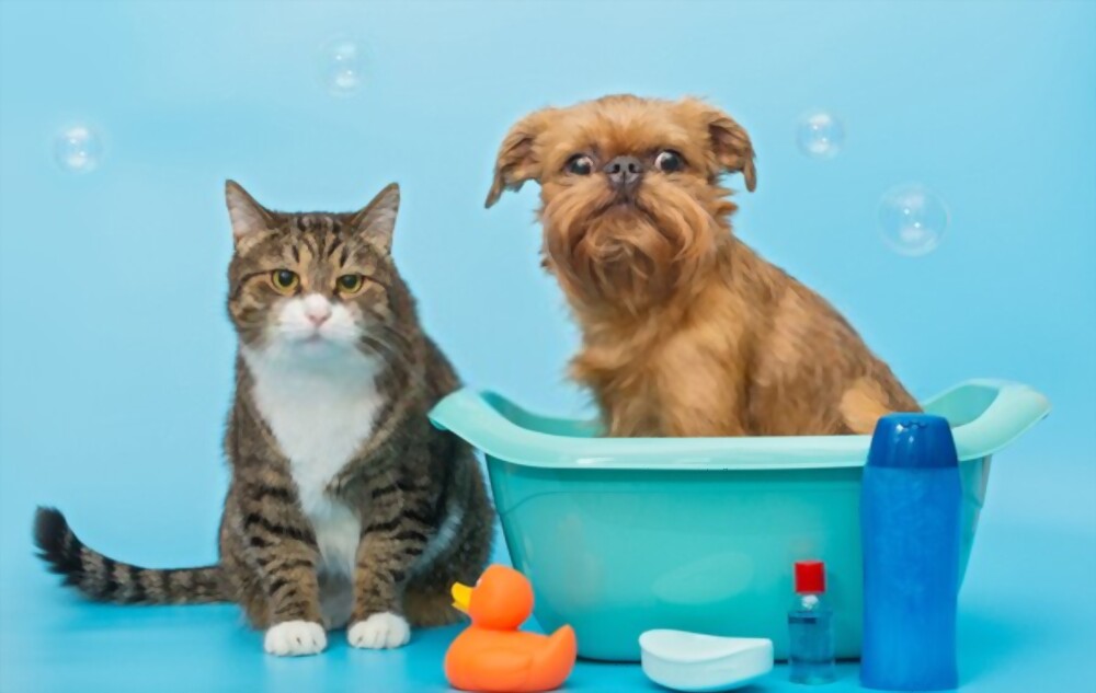 Hygiène et soins du chat - Nos conseils - Luniversdeschiens.com