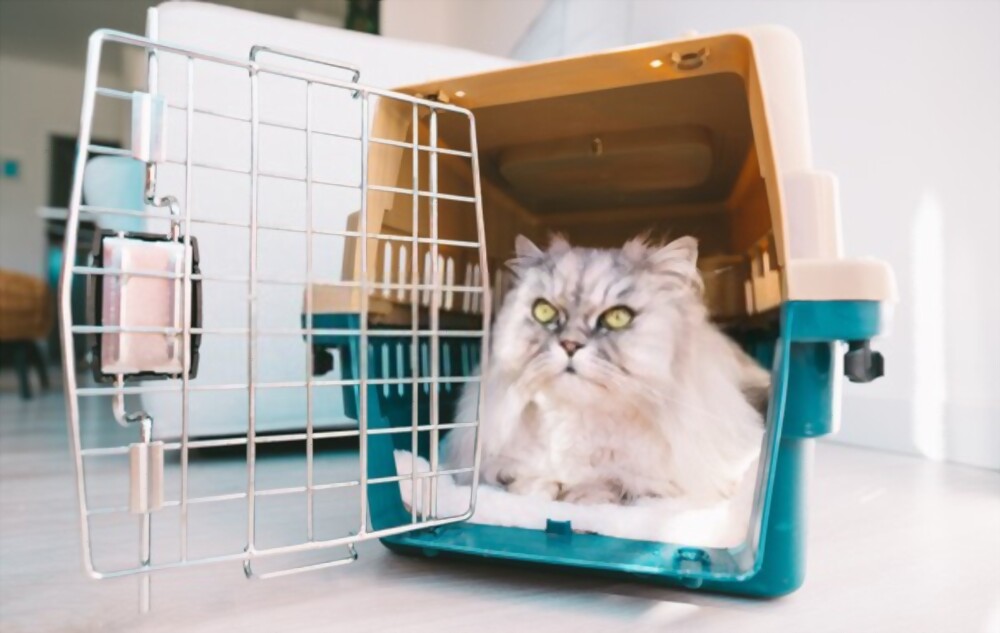 Mon chat refuse d'entrer dans sa cage de transport : Nos conseils
