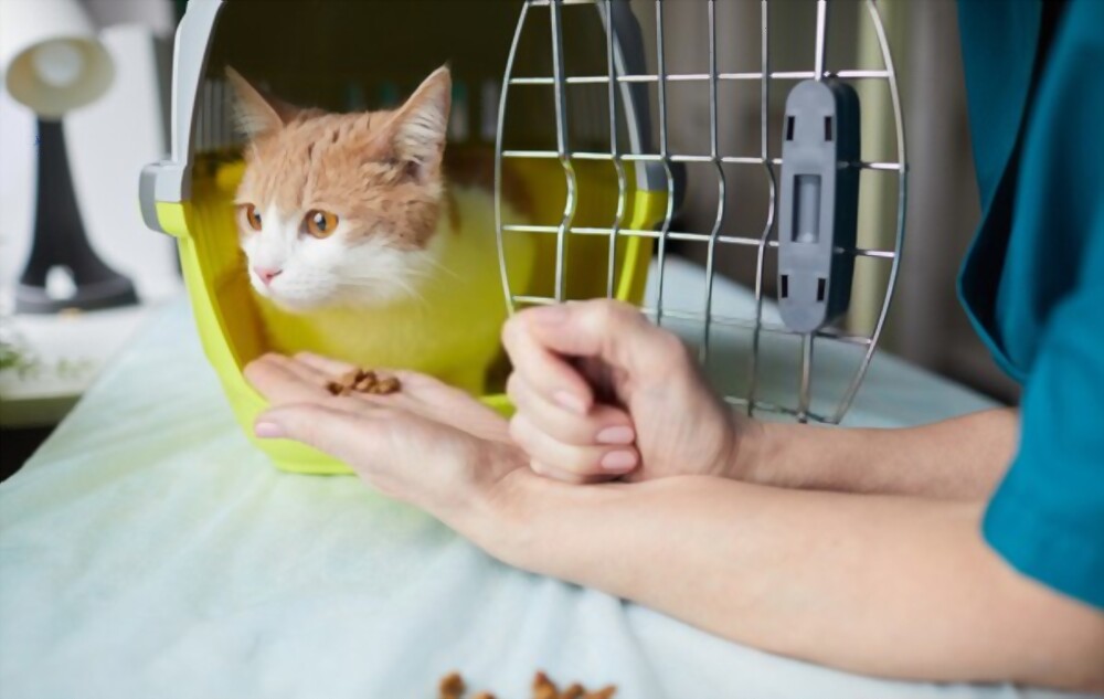 Comment faire entrer son chat dans sa cage de transport ?