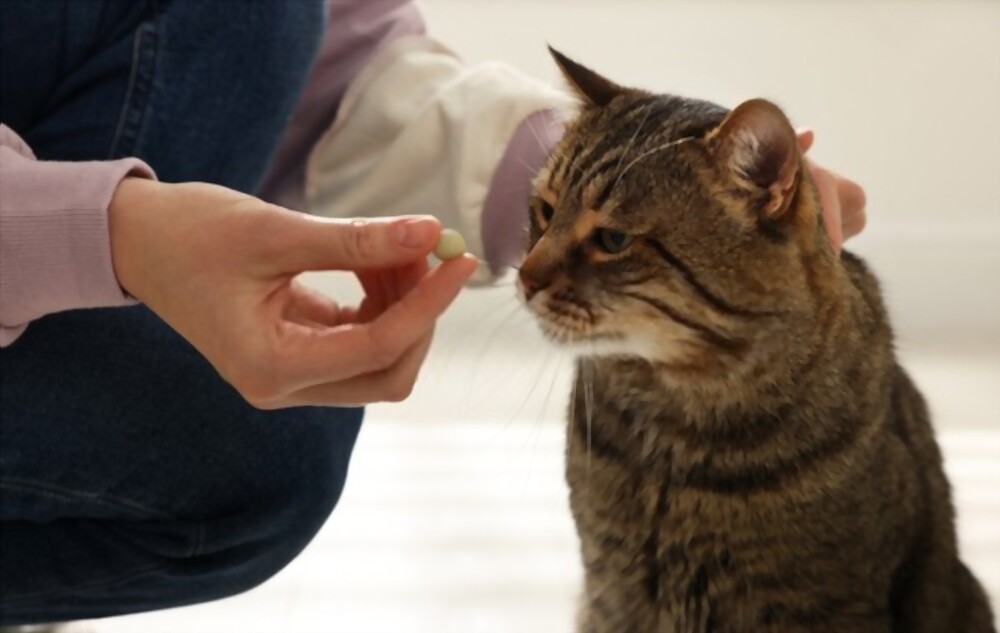 Donner la pilule contraceptive à sa chatte : bonne ou mauvaise idée ?
