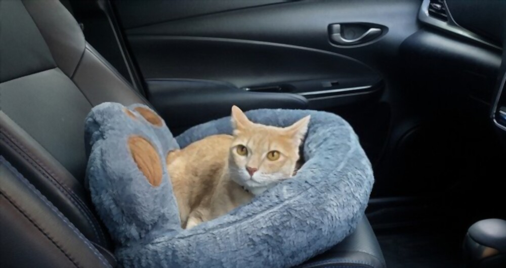 Transporter son chat en voiture : nos conseils